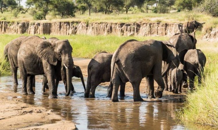 Serengeti Game Drive