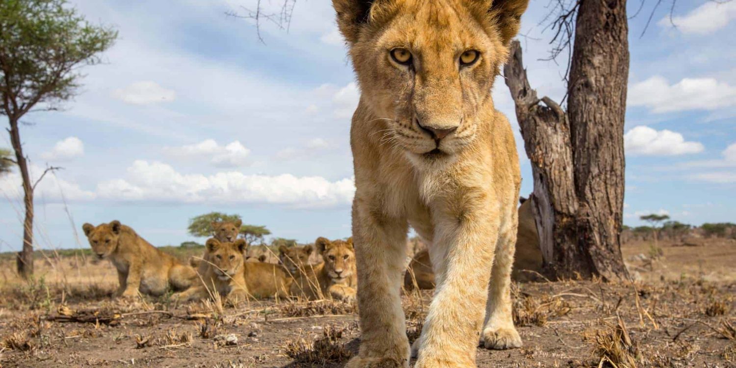 3 days tanzania private mid-range safari 