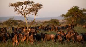 best tanzania safaris and tours 