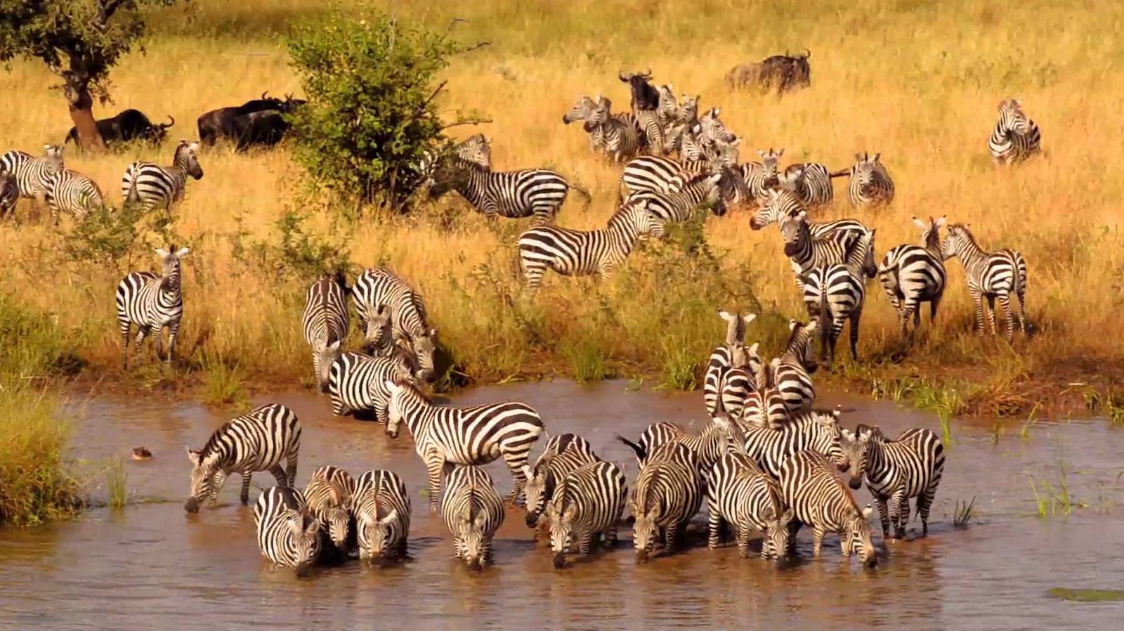3 days tanzania private mid-range safari 