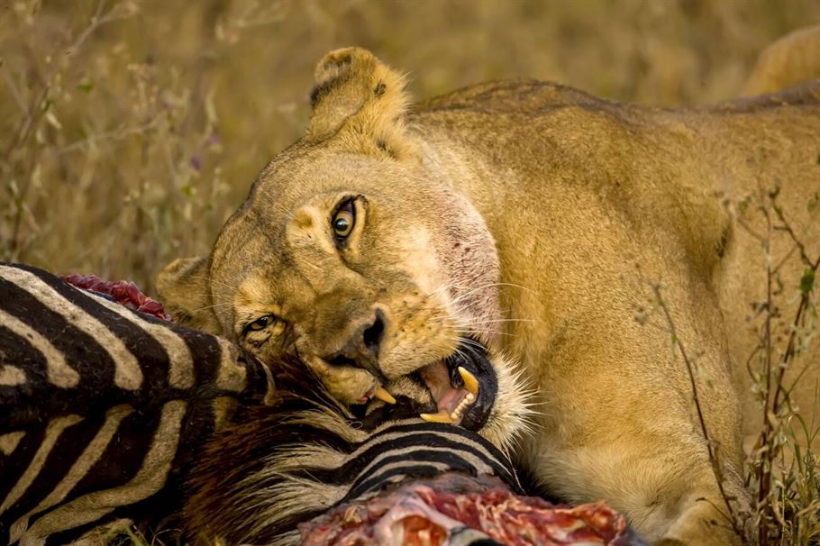 best tanzania safaris and tours 