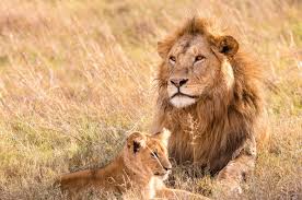 discover the best tanzania safaris with africa