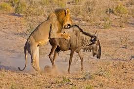 5-day tanzania budget safari tour 