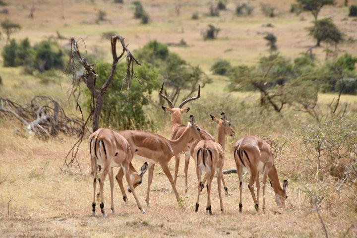 5-day tanzania budget safari tour 