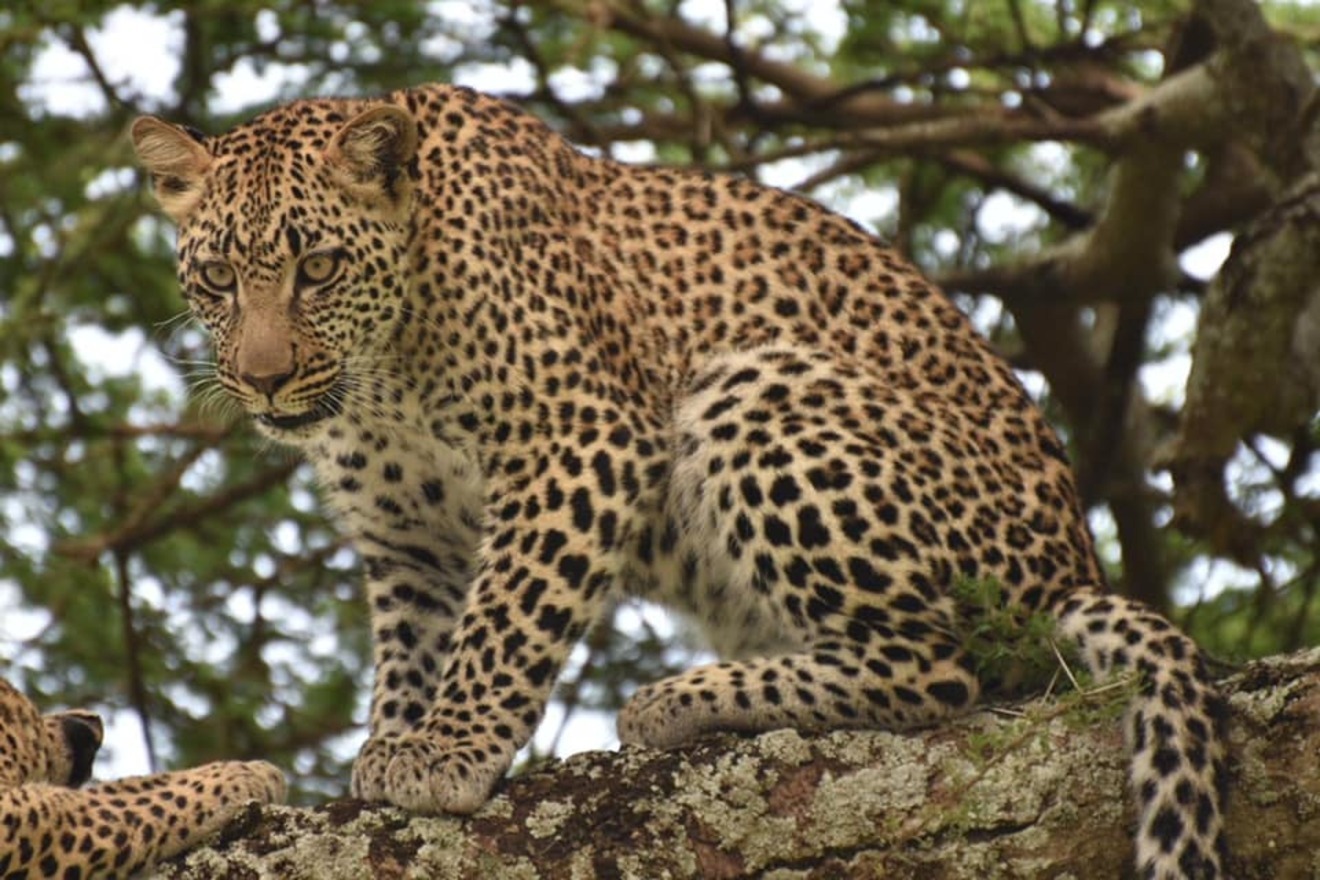 best tanzania budget safari packages