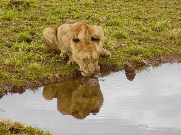best tanzania budget safari packages
