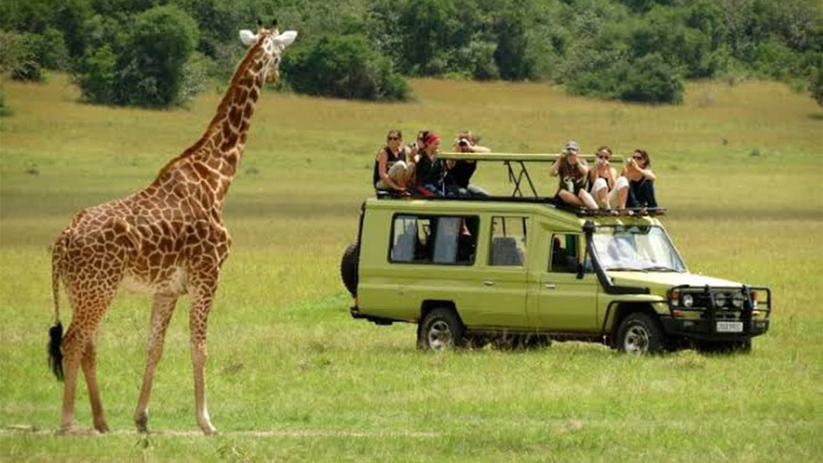 6-day tanzania luxury safari tours  6-day tanzania luxury safari tours