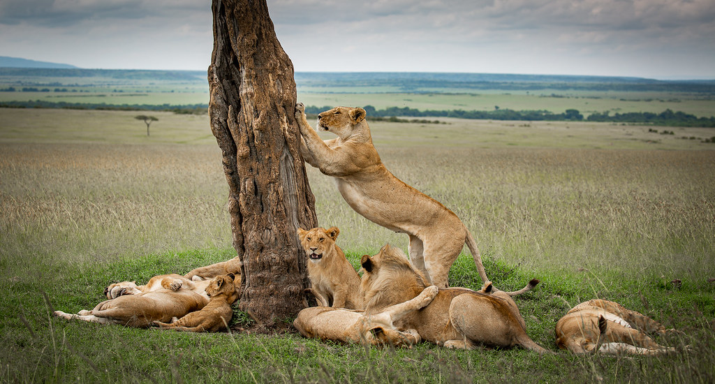 6-day tanzania luxury safari tours  6-day tanzania luxury safari tours