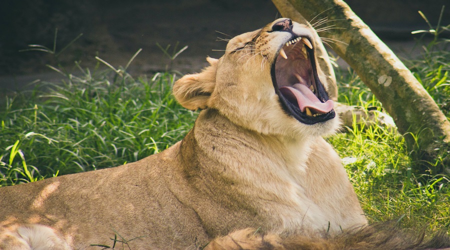 best tanzania safaris and tours 