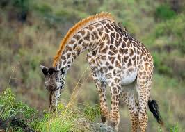 top and affordable tanzania safari tour