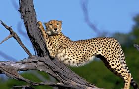 top and affordable tanzania safari tour