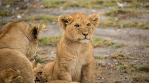 tanzania family journey for serengeti safari
