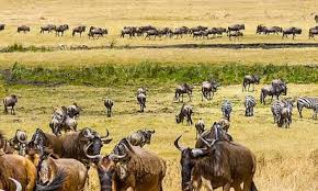 5 days sharing safari to tarangire, serengeti, 
