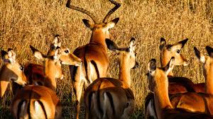 5 days tanzania joining group safari 