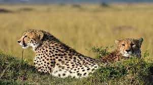 5 days tanzania joining group safari 