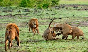 serengeti group safari 7 days
