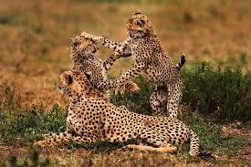 serengeti group safari 7 days