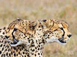 join a group safari tanzania