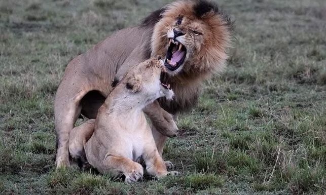 top best tanzania family safari tours 