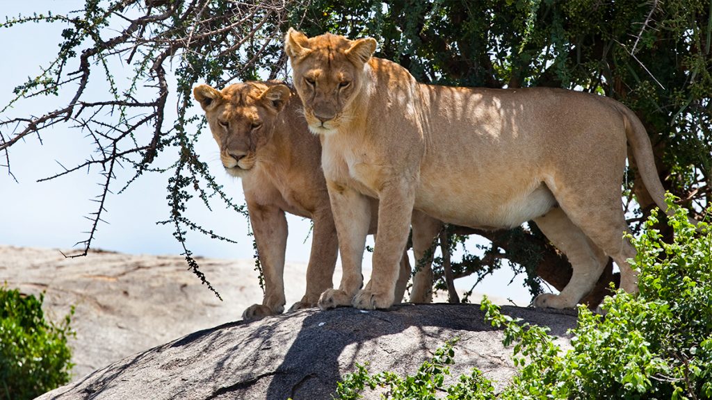 4 days, 3 nights – northern circuit