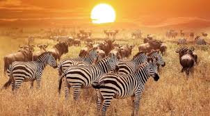 our all top-best safari tours and packages