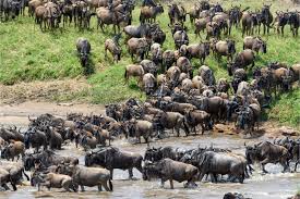 3 days tanzania private mid-range safari 