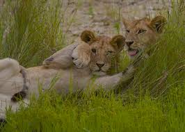 3-day tanzania luxury safari