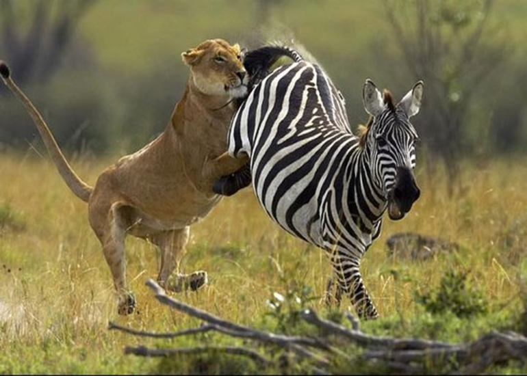 3 days tanzania private mid-range safari 