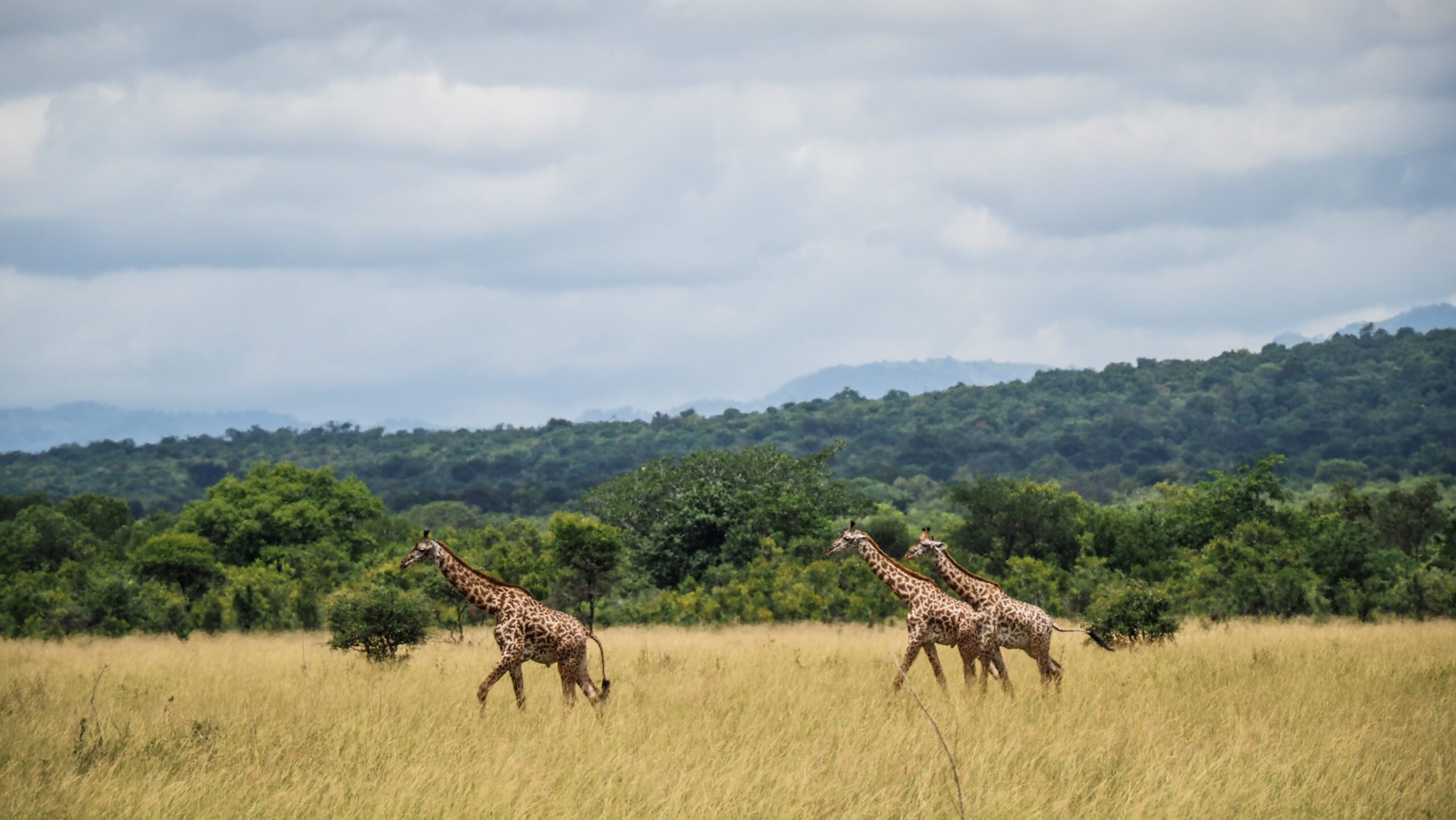 best tanzania safaris and tours 