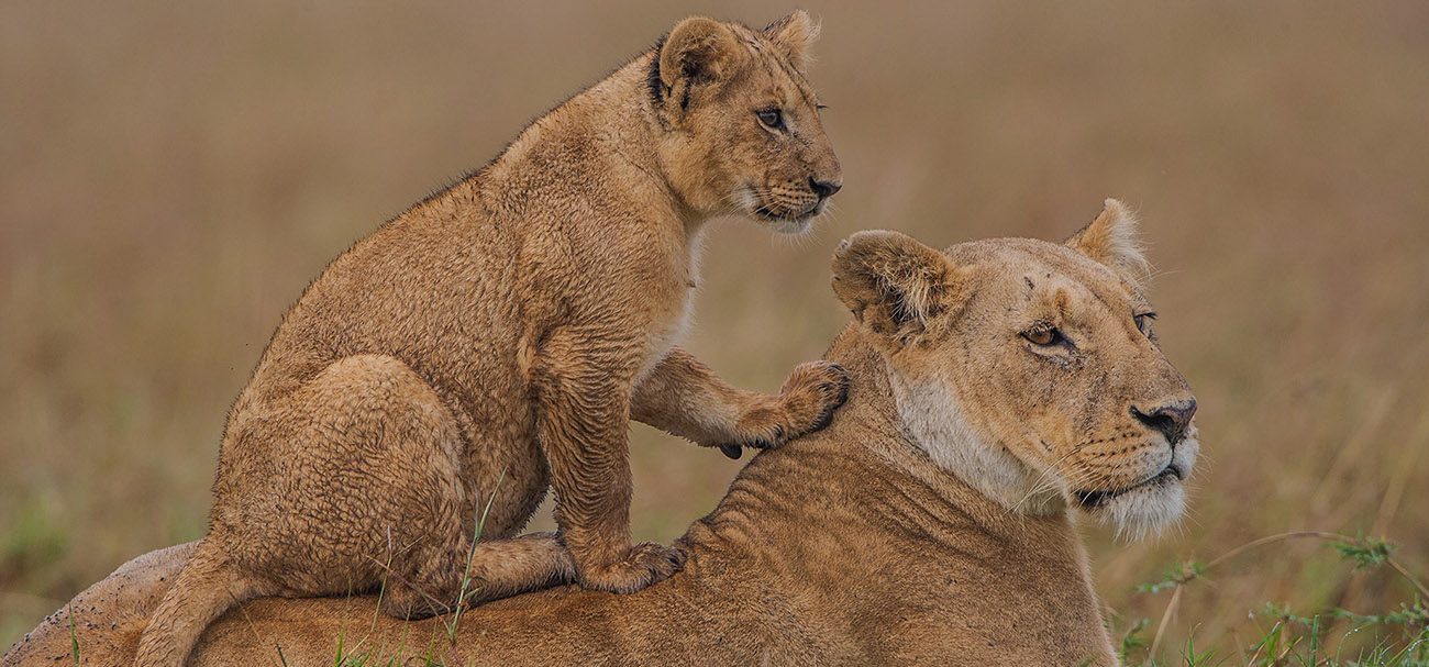 7 days tanzania safari itinerary  