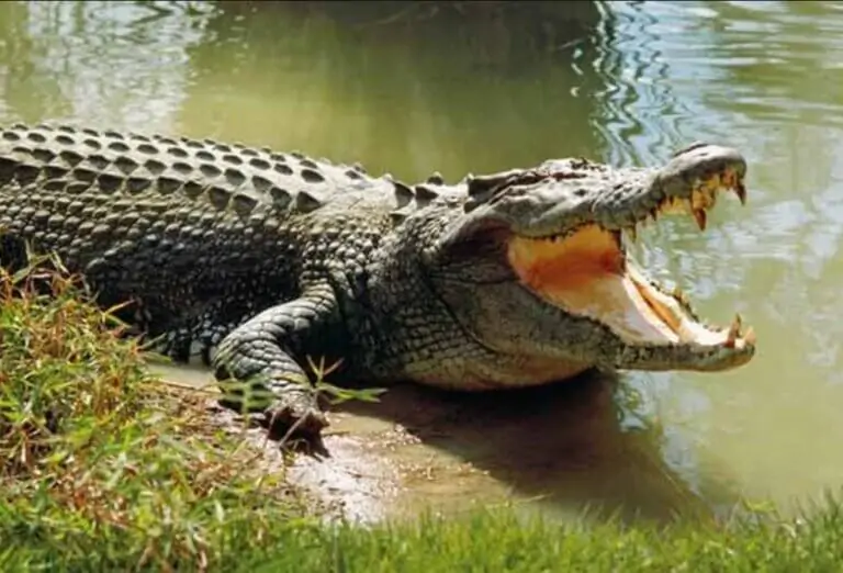best tanzania safaris and tours 
