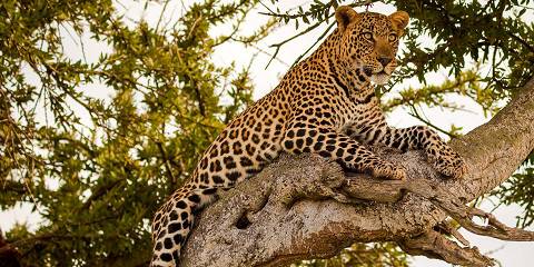 african mid-range safaris and tour packages 