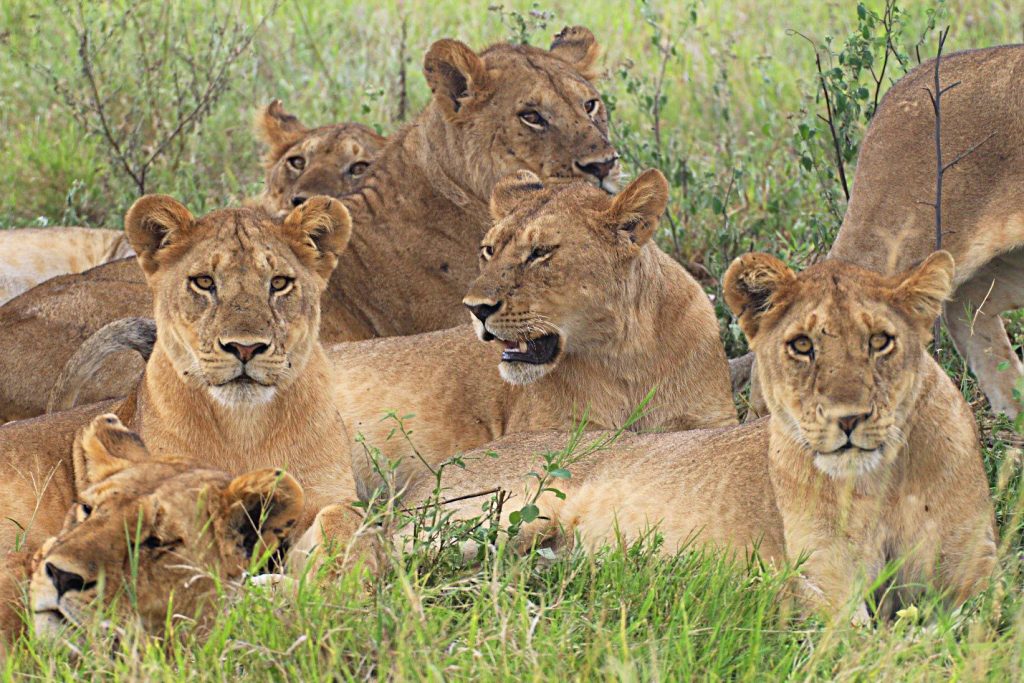 best 5 days tanzania sharing group safari 