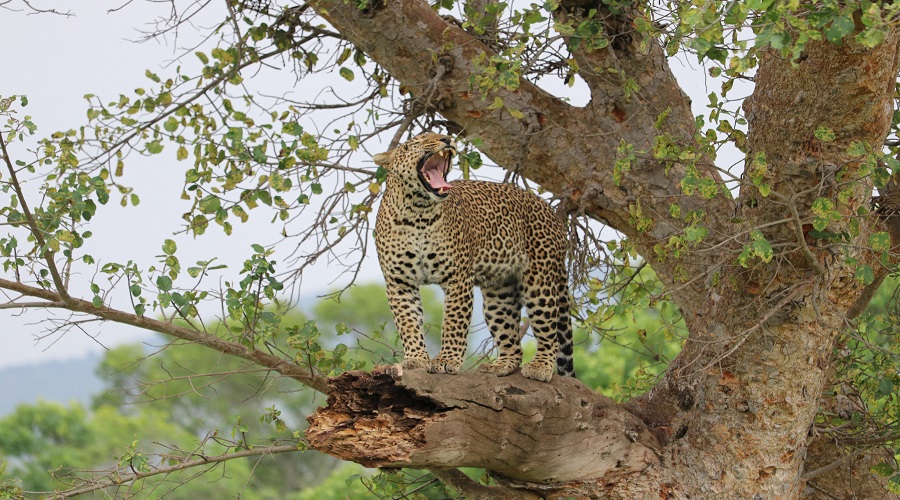 best tanzania safaris and tours 