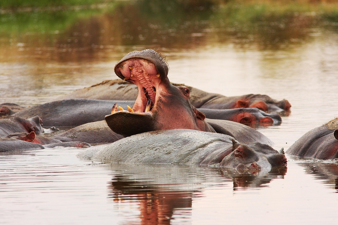 best tanzania safaris and tours 