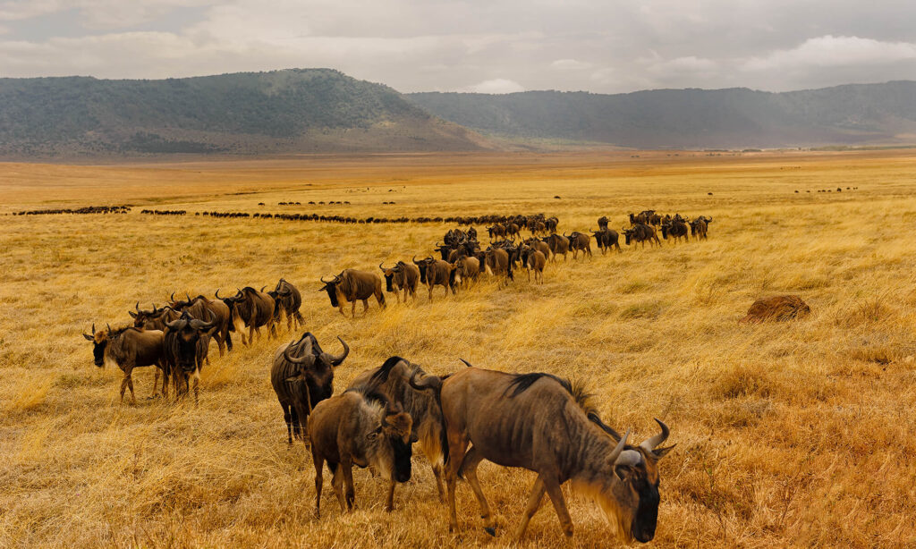 best time to see the migration