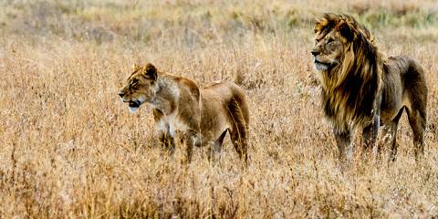 luxury safari tanzania and zanzibar for 10 days