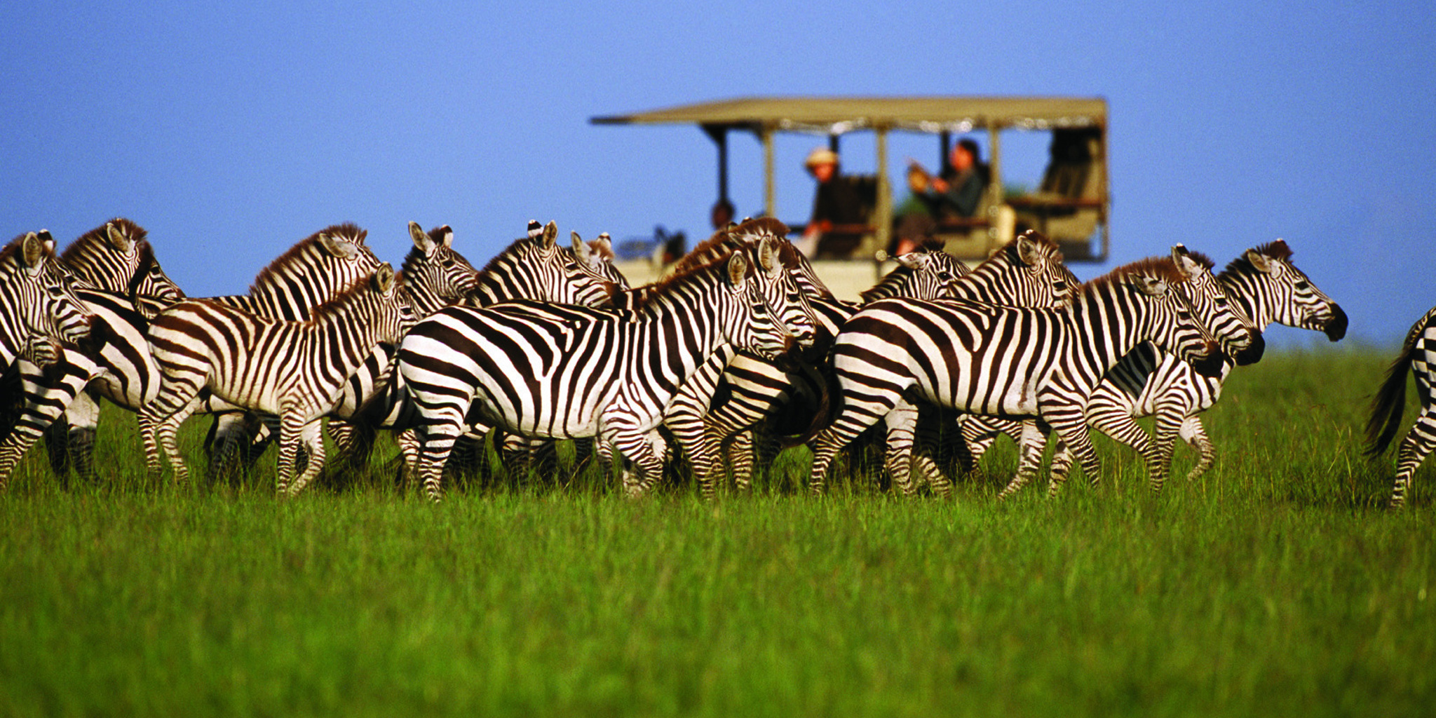 tanzania serengeti migration