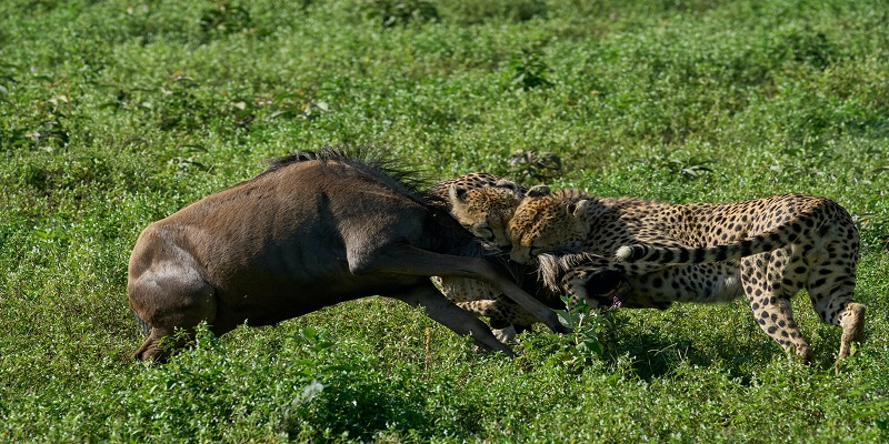best tanzania safaris and tours 