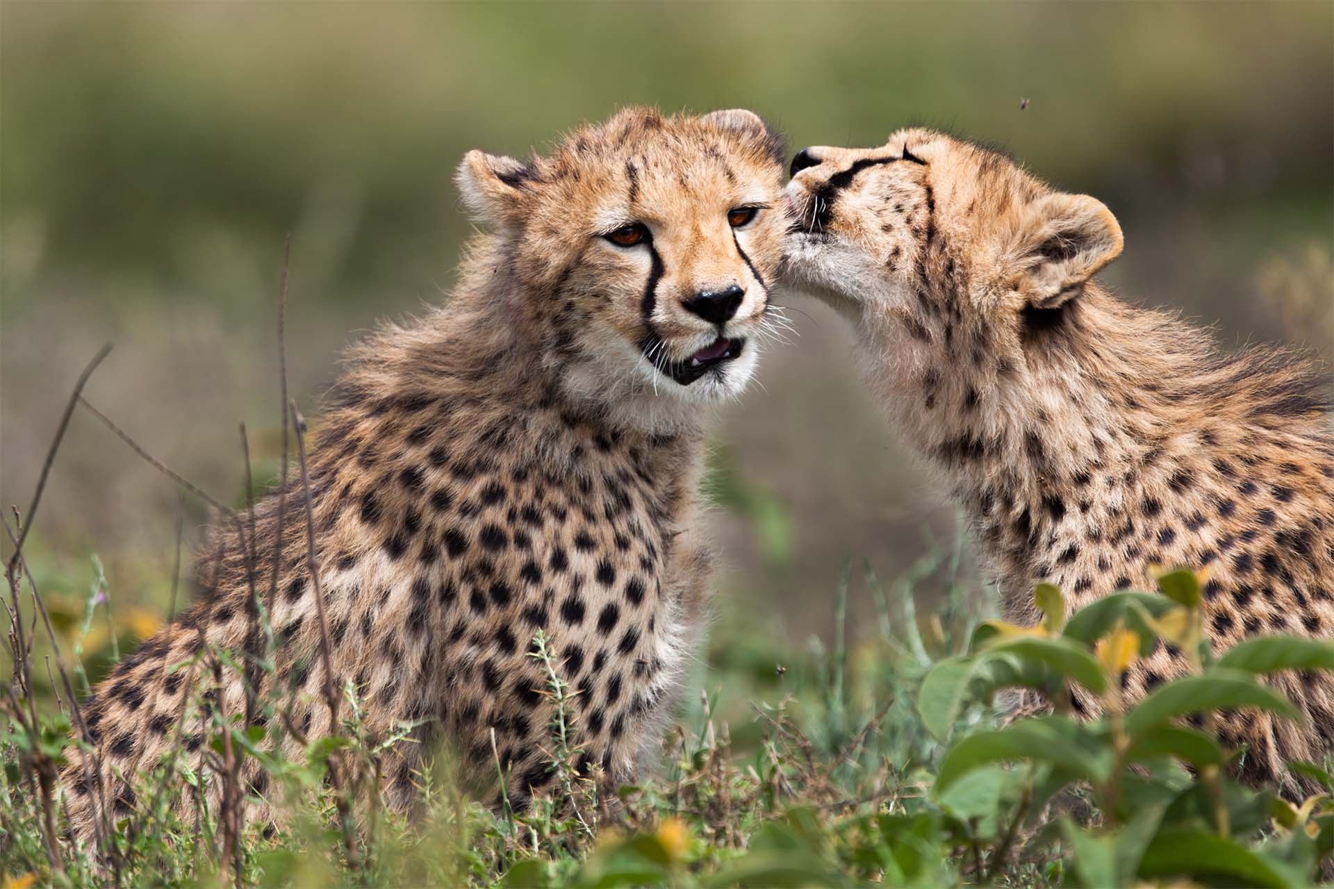 best tanzania safaris and tours  best tanzania safaris and tours