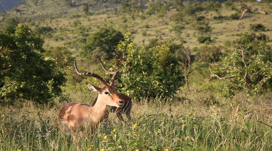 the best 7 days tanzania group sharing safaris 