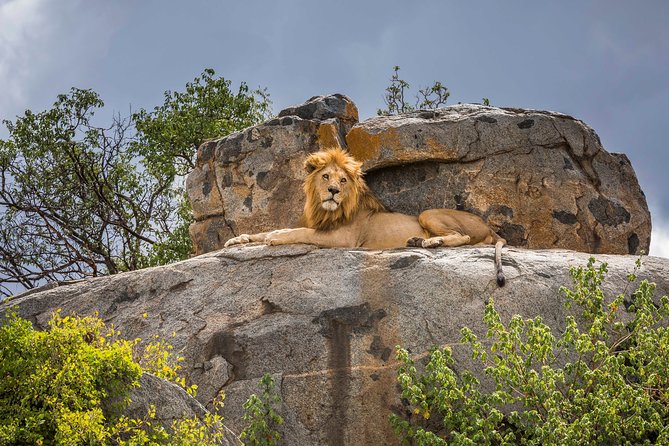 the best 5 days private tanzania safari tour 