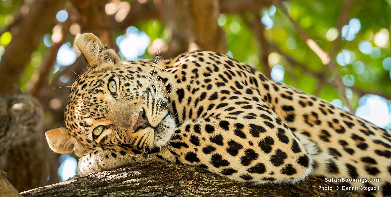 3 days tanzania private mid-range safari 