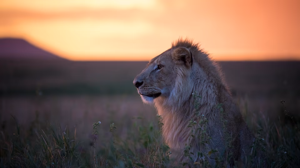 affordable 5 days safari packages tanzania 