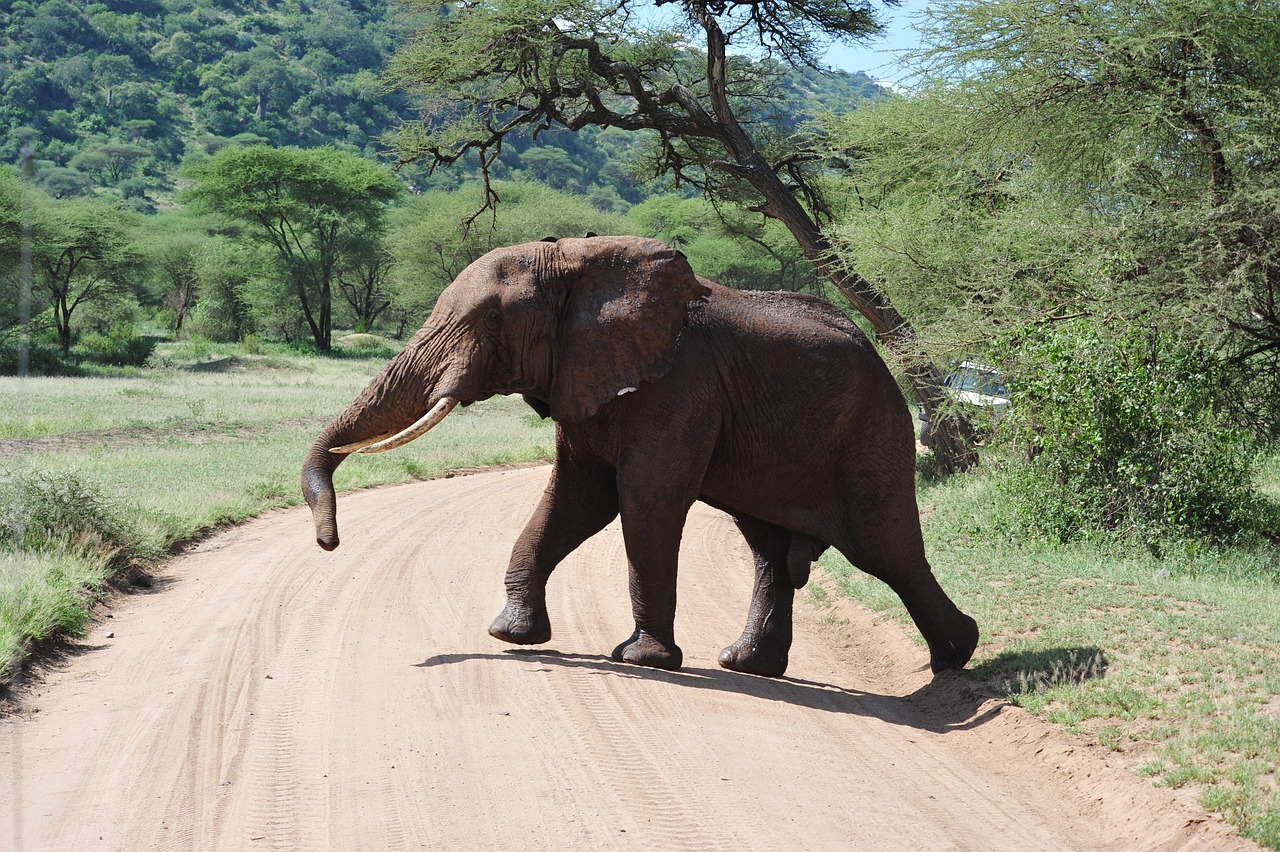 tanzania itineraries – 5, 7, and 10-day trip ideas for safari