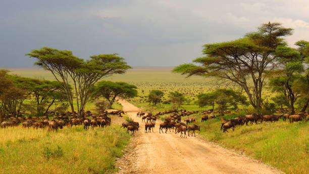 private serengeti safari tours