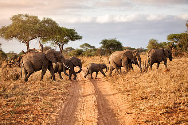 tanzania safari packages