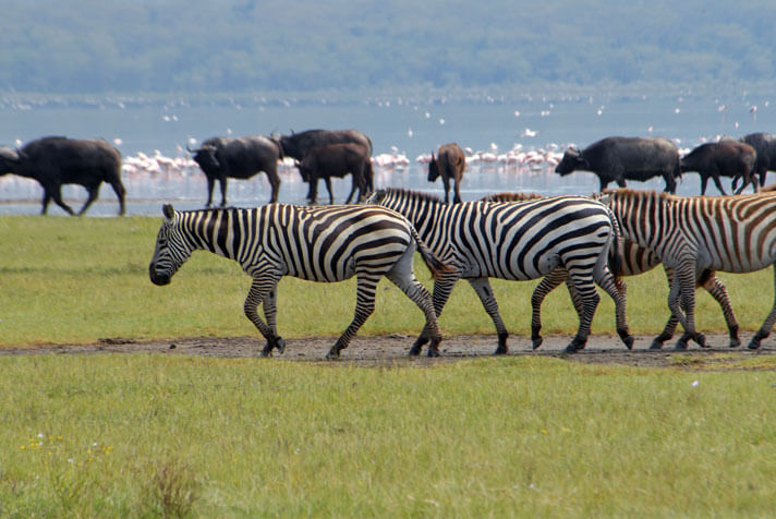 5 Days Budget Safari
