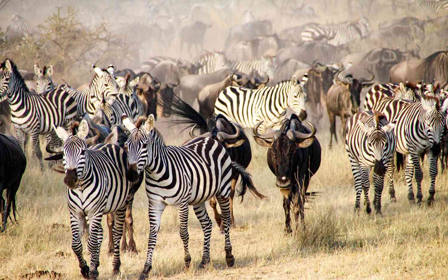 Serengeti Migration Safari 4 Days