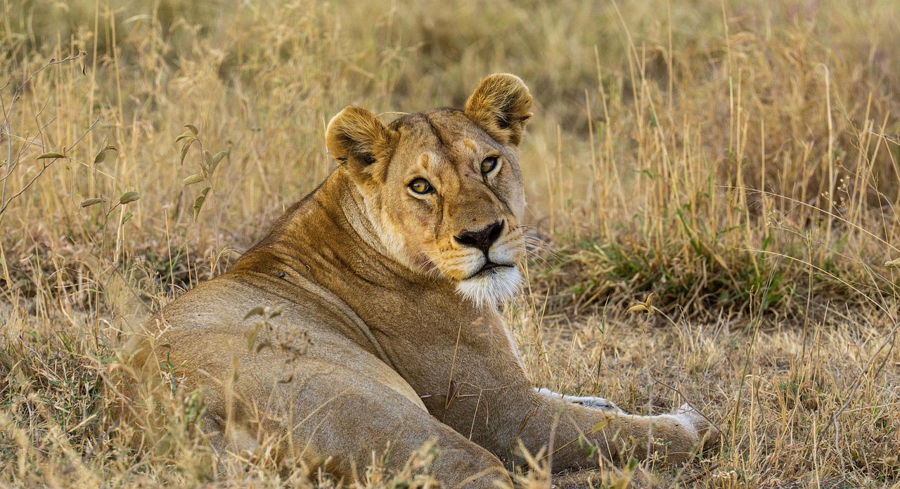 tanzania-safari-1